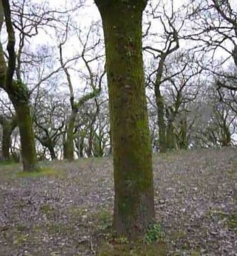 Descubre el parque Alameda Santiago de Compostela