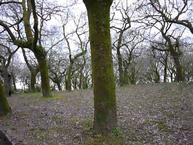 Descubre el parque Alameda Santiago de Compostela 1 Descubre el parque Alameda Santiago de Compostela