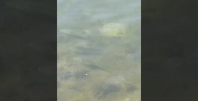 Descubre los encantos únicos de la Ría de Vigo 5 Descubre los encantos únicos de la Ría de Vigo