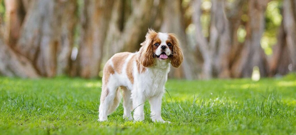 Cavalier King Charles: Todo lo que debes saber sobre esta encantadora raza 1 Cavalier King Charles: Todo lo que debes saber sobre esta encantadora raza