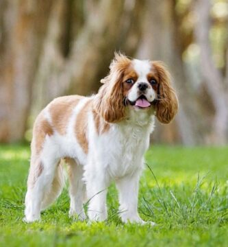 Cavalier King Charles: Todo lo que debes saber sobre esta encantadora raza