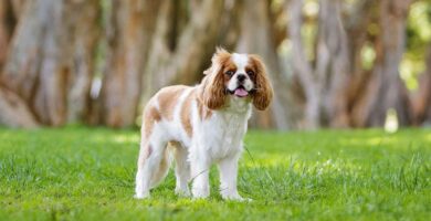 Cavalier King Charles: Todo lo que debes saber sobre esta encantadora raza